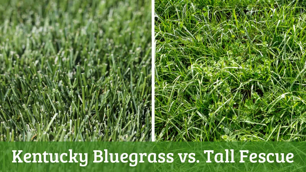kentucky bluegrass vs tall fescue