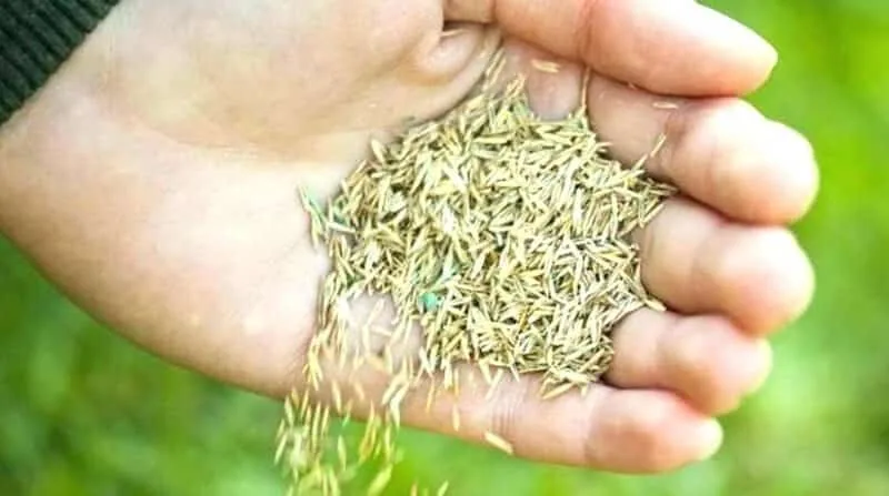 best grass seed 2
