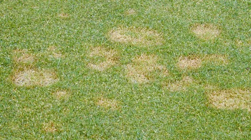 fusarium patch