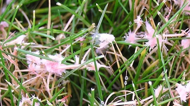 pink patch