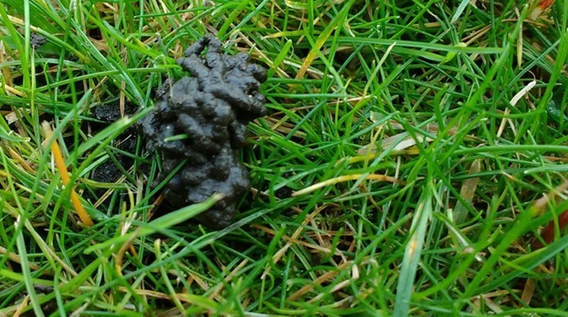 worm casts