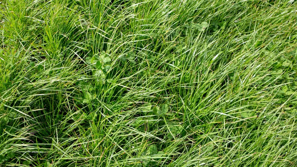 Perennial ryegrass and large leafed white clover