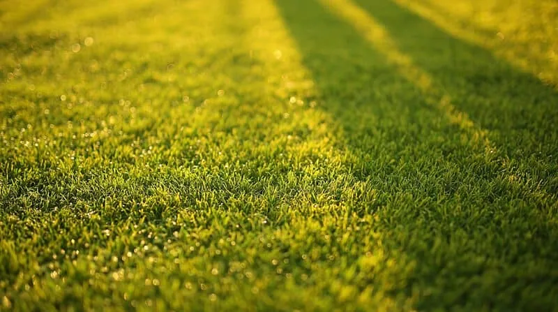 grass cutting height