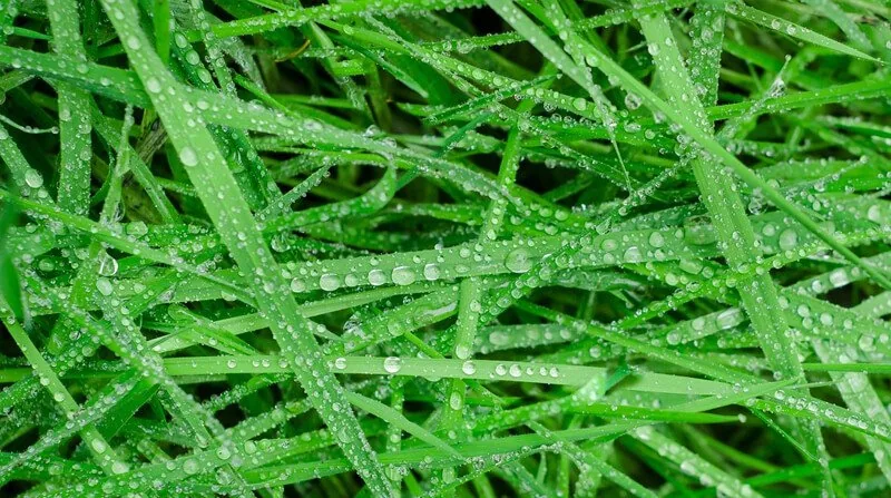 mulching wet grass