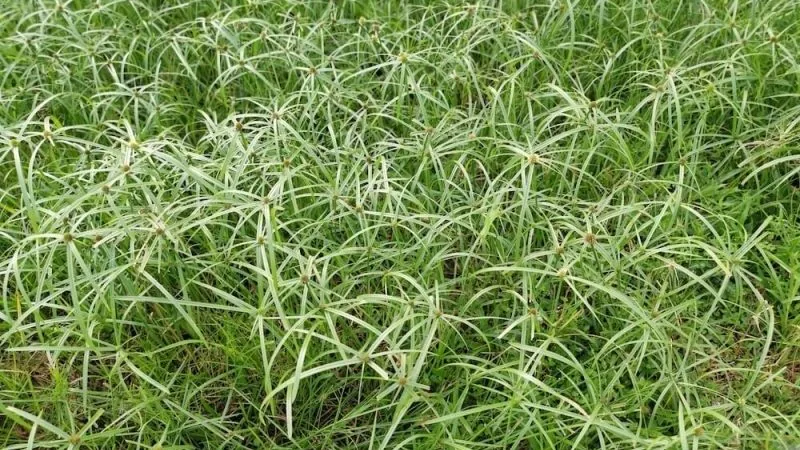 Wild green cyperus grass weed e1594636330193