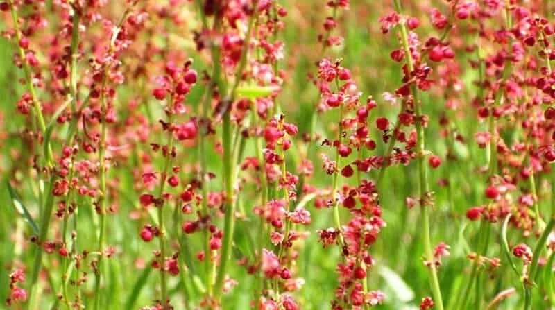 sorrel 2