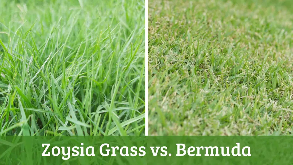 zoysia grass vs bermuda