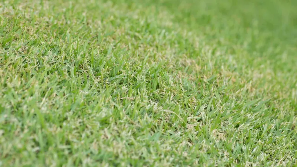 Mowed Bermuda Grass or Cynodon dactylon