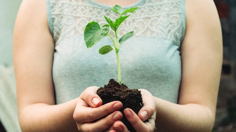 do plants have feelings