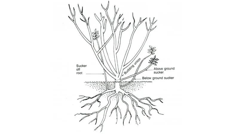 grafted rose bush