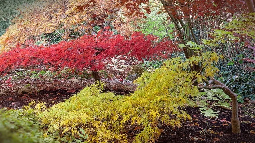 japanese maple acers