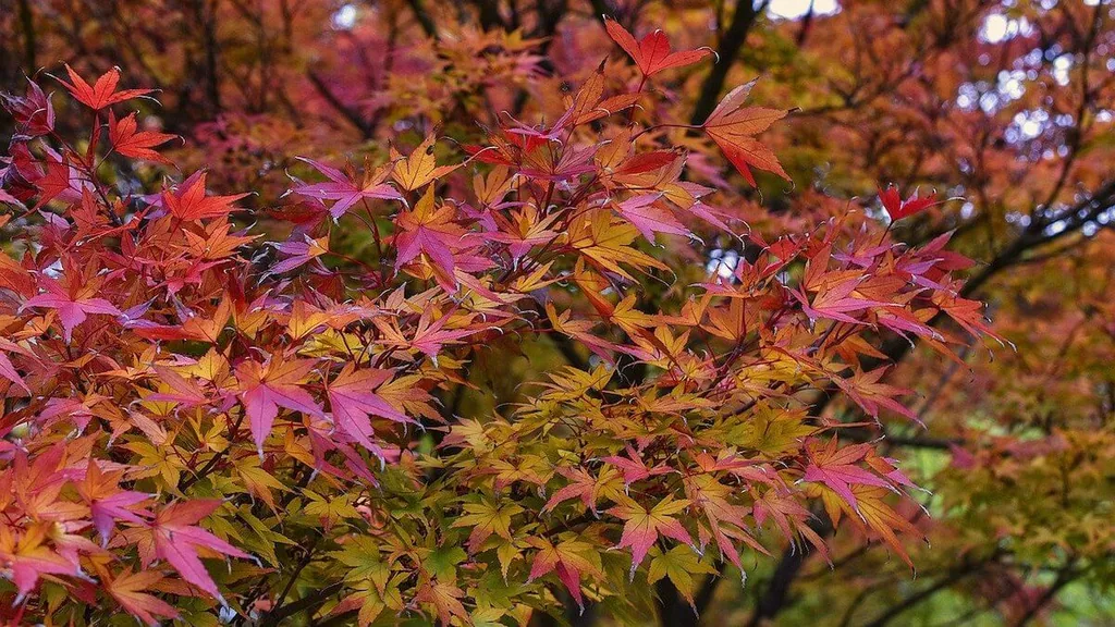 japanese maple leafs