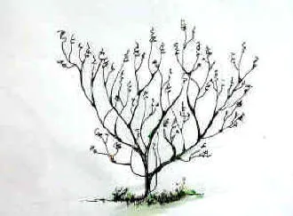 acer hamamelis pruning