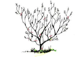 acer hamamelis mags pruning cuts