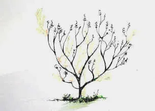 acer hama pruned