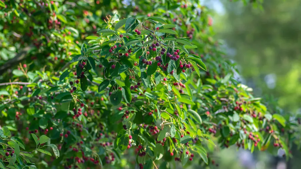 amelanchier lamarckii ripe