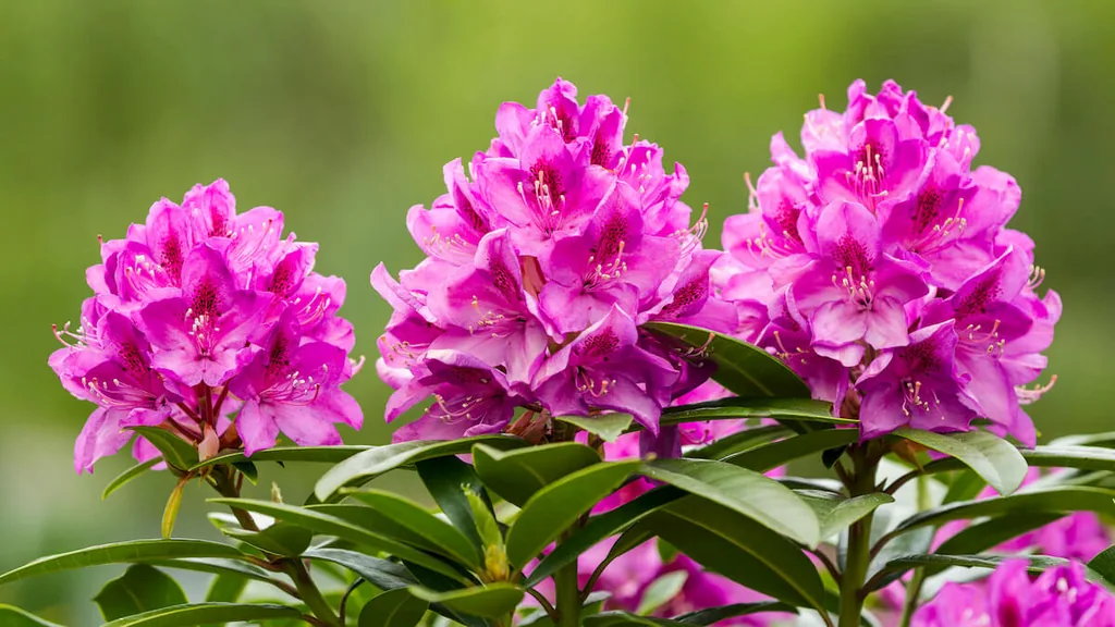 rhododendron