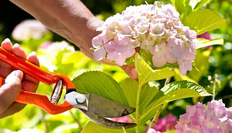 pruning calendar shrubs e1595500829444