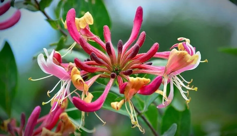 pruning honeysuckle e1595334713492