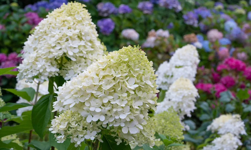 hydrangea paniculata