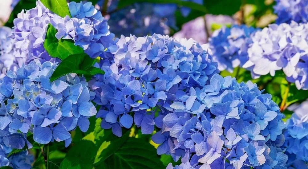 hydrangea e1607527841952
