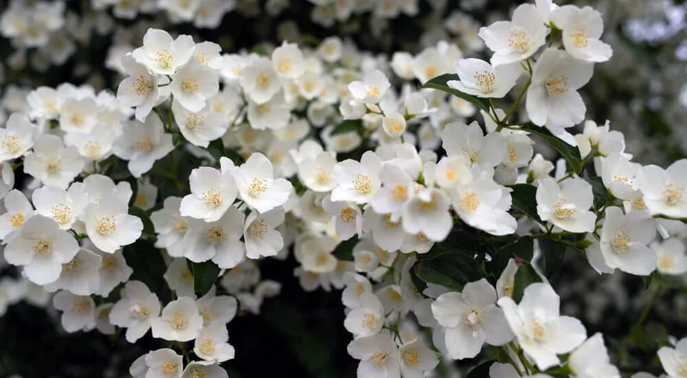 philadelphus shrub e1607529224643
