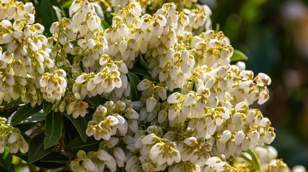 pieris bush e1607520775131