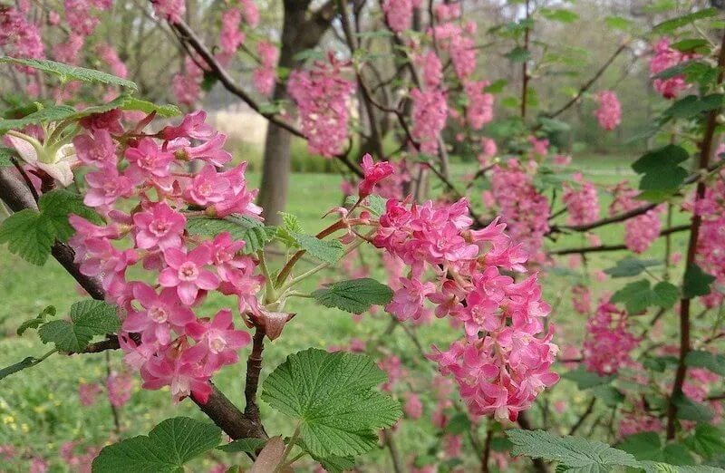 ribes sanguineum