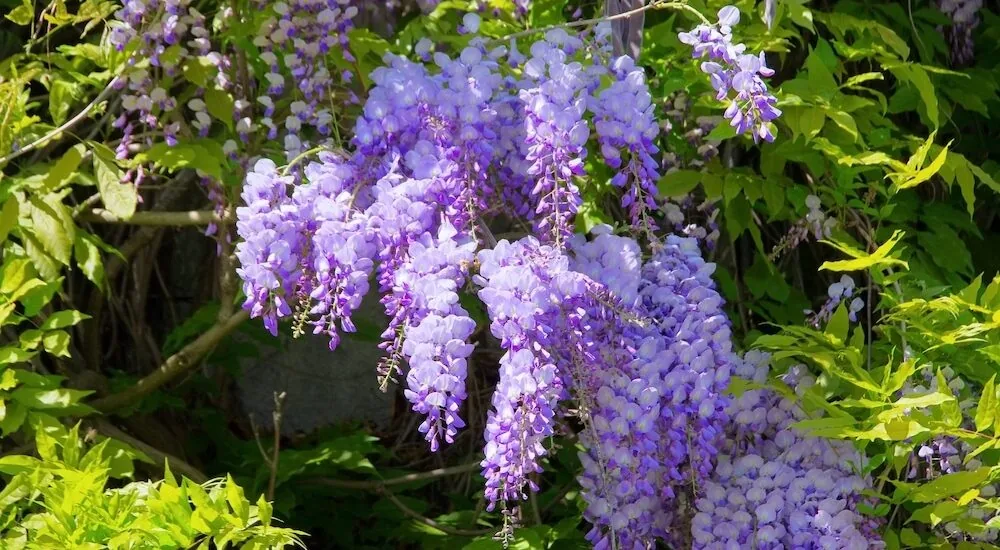 wisteria sinensis e1607522738843